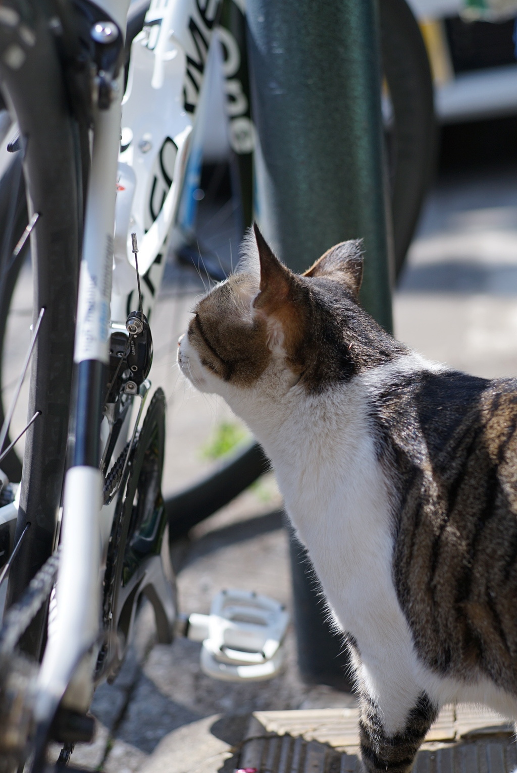 カメラ屋さんの猫２