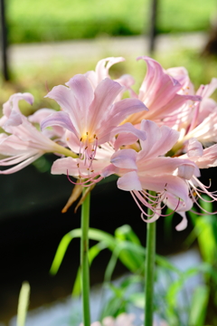 花は逆光がキレイ