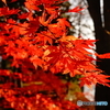 紅に にほへる山の