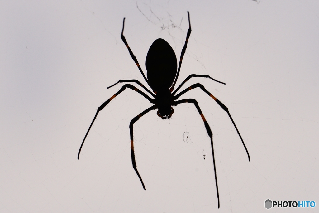 silhouette