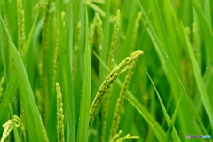 稲穂