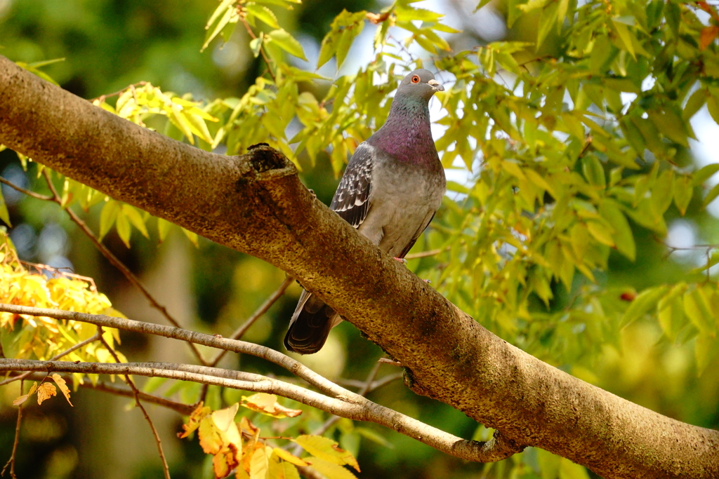 他の鳥ならもっと嬉しかったのに