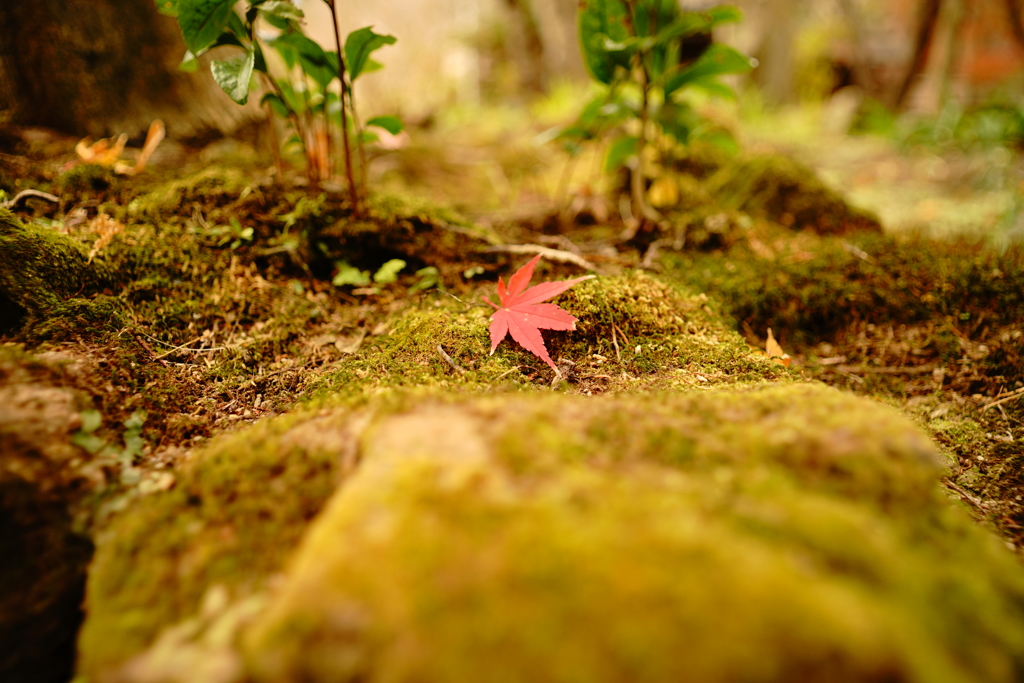 苔紅葉