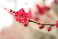 開花