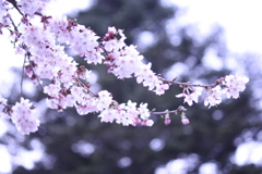 春の風