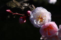 清澄庭園の梅