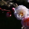 清澄庭園の梅