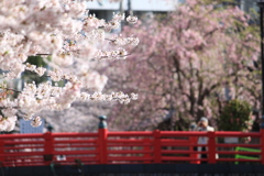 佃小橋の桜