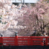 佃小橋の桜