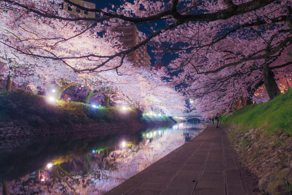 松川べりの桜並木