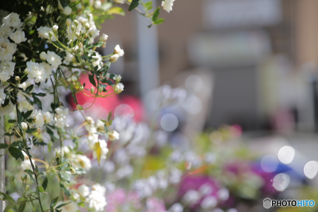 庭の花
