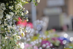 庭の花