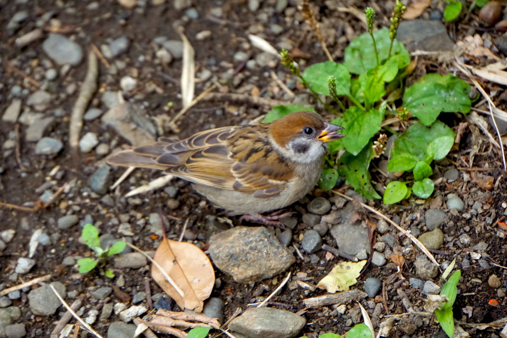The sparrow is having lunch
