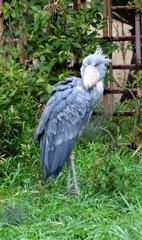 Shoebill