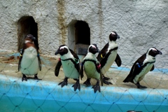 African penguin