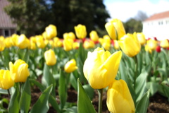 Tulips