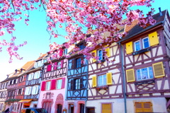 Welcome to the Colmar!