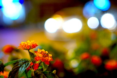 A Flower