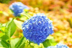 Blue hydrangea