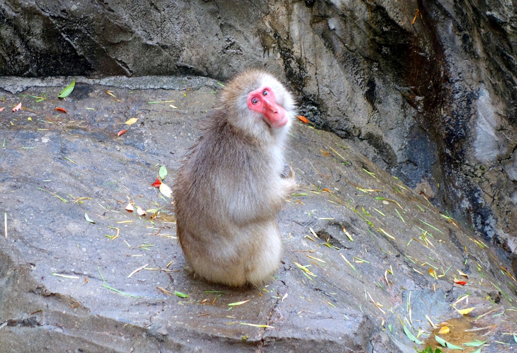 Japanese macaque