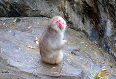 Japanese macaque
