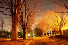 地元の何気ない公園