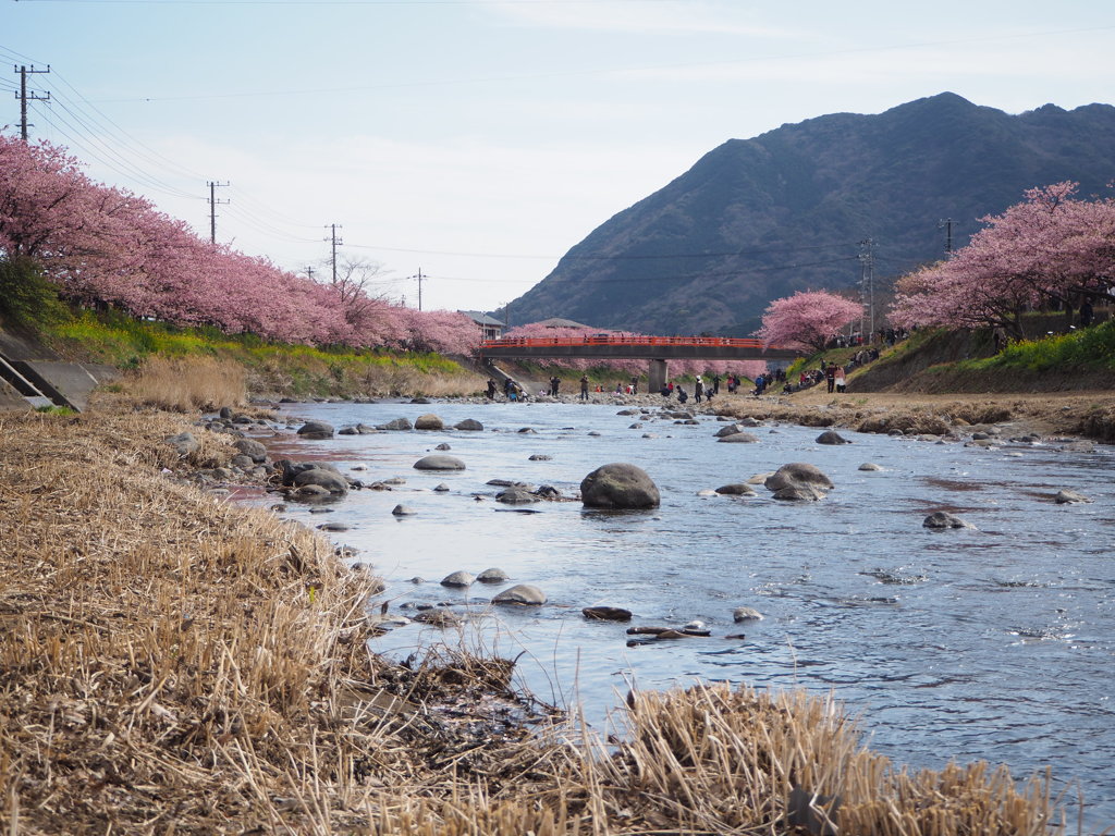 河津桜