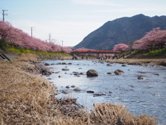 河津桜