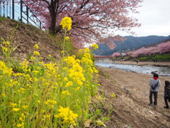菜の花
