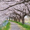 見沼たんぼ（さいたま市）さくらのトンネル