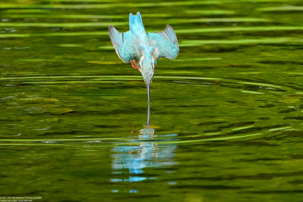 近所のカワセミ（刺さり）