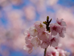 安行桜