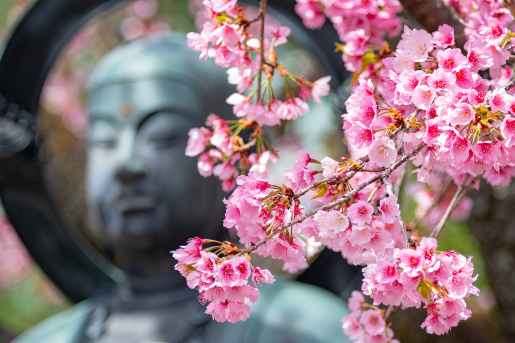 安行桜 - 密蔵院