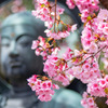 安行桜 - 密蔵院