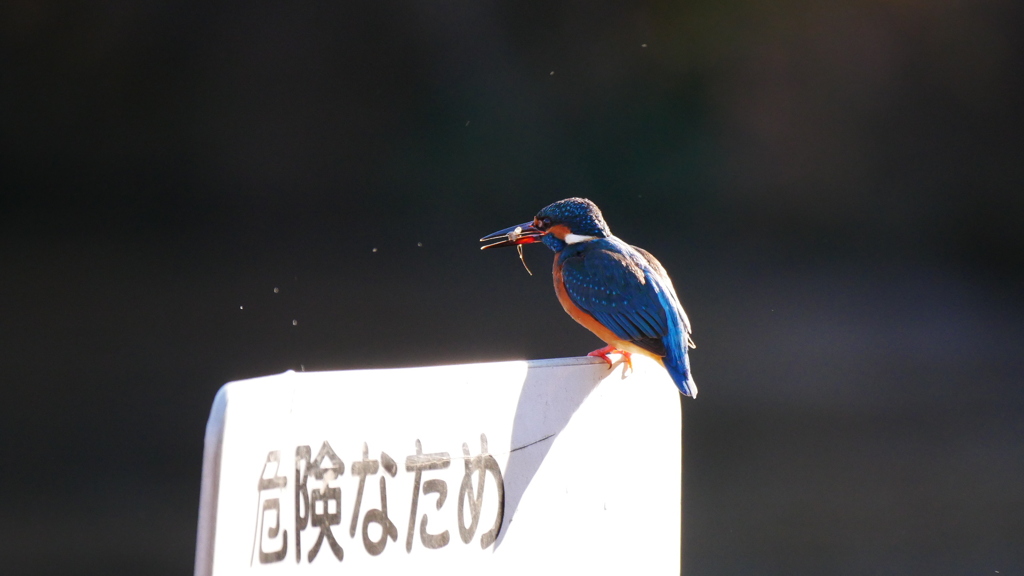 カワセミ（エビを捕獲）