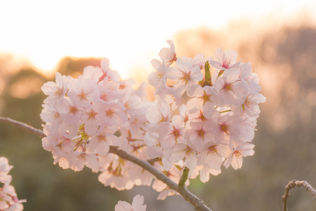 桜2018