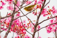 成田空港さくらの山にて