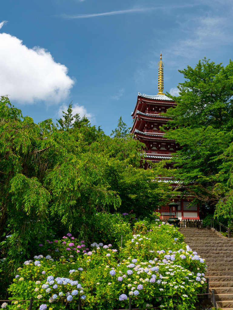 本土寺（あじさい寺）