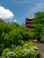 本土寺（あじさい寺）