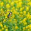 近所のカワセミと菜の花と蜂(?)