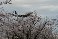 桜とジャンボ