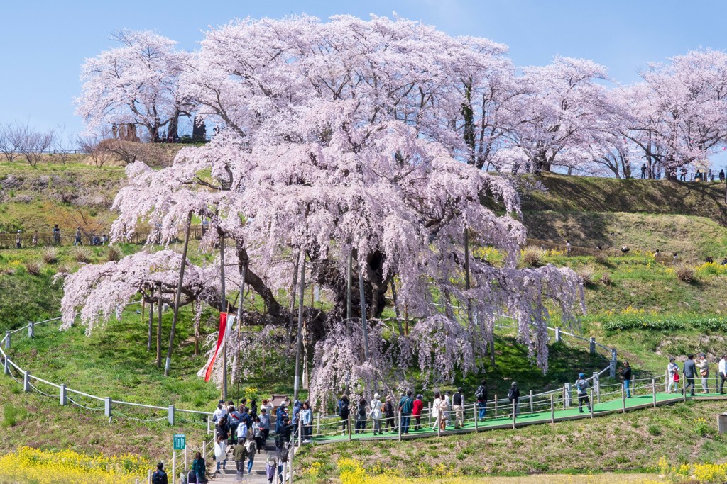 三春の滝桜（福島県三春町）