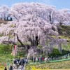 三春の滝桜（福島県三春町）