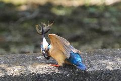 近所のカワセミ