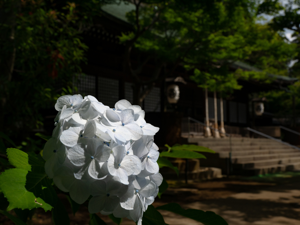 本土寺（あじさい寺）