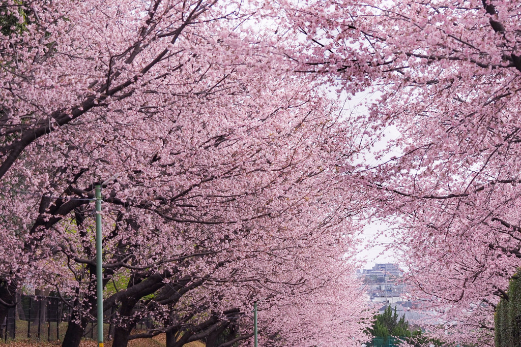 安行桜（密蔵院）