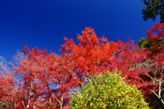 筑波山神社の紅葉