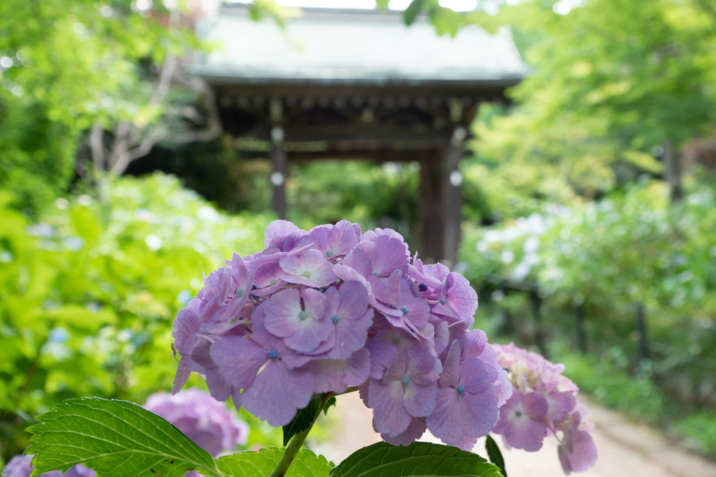 本土寺（あじさい寺）