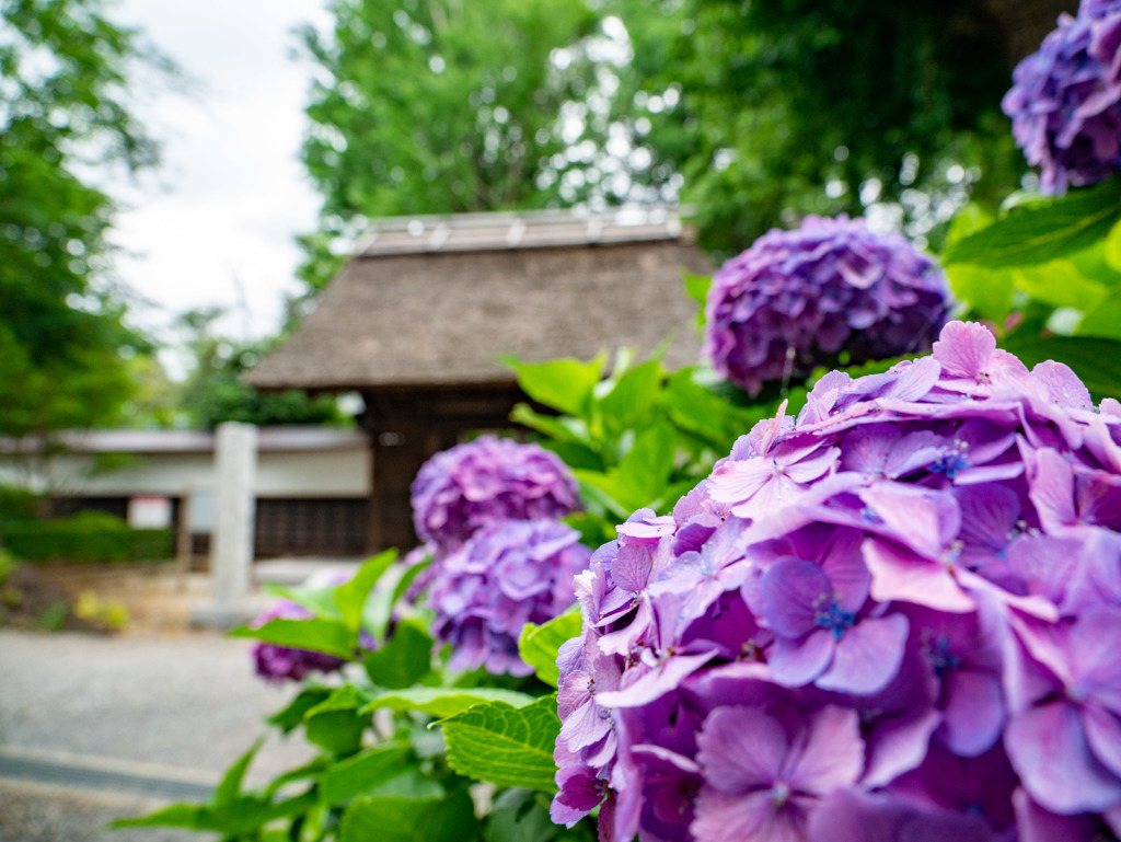 吉祥寺（さいたま市緑区）