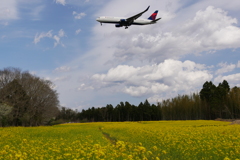菜の花と飛行機